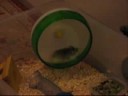 HAMSTER RACE HAMSTER RACE