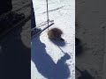 Click here to watch this video Porcupine in Utah