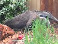 Anteaters