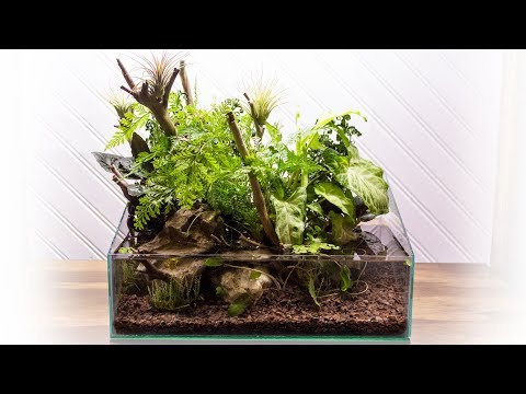 YouTube reptile video