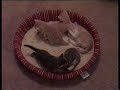 Kittens 1 9-30-06 (3 weeks 5 days)