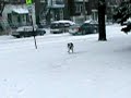 babou dans la tempete