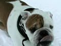 babou dans la tempete