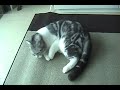 Tabo Cat walk