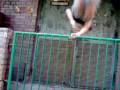videos de Grot LFDV