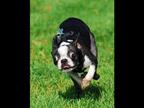 Hund aus einem Horrorfilm!)))