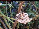 Hummingbird Chick Stretching Wings Hummingbird Chick Stretching Wings