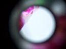 Flip Mino Test with Microscope Eyepiece