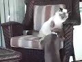 DAY 2-Alpha Cat vs. New Puppy- BEST FRIENDS DAY 2-Alpha Cat vs. New Puppy- BEST FRIENDS