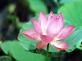 the great compassion mantra ( in sanskrit )

namo aryavalokitesvaraya bodhisattva mahasattva mahakarunakaya ( 3 times )

namo ratnarayaya/namo aryavalokitesvaraya/bodhisattvaya/mahasattvaya/mahakarunikaya/om/sarva abhayah/sunadhasya/namo sukrtvemama/aryavalokitesvaragarbha/namo nilakantha/(siri)mahabhadrasrame/sarvathasubham/ajeyam/sarvasattvanamavarga/mahadhatu/tadyatha/om avaloke/lokite/kalate/hari/mahabodhisattva/sarva sarva/mala mala/(masi) mahahrdayam/kuru kuru karmam/(kuru) kuruvijayati/mahavijayati/dharadhara/dharin suraya/chala chala/mama bhramara/muktir/ehi ehi/chinda chinda/harsam prachali/basa basam presaya/hulu hulu mala/hulu hulu hilo/sara sara/siri siri/suru suru/bodhiya bodhiya/bodhaya bodhaya/maitreya/nilakantha/dharsinina/payamana svaha/siddhaya svaha/mahasiddhaya svaha/siddhayogesvaraya svaha/nilakanthasvaha/varahananaya svaha/simhasiramukhaya svaha/sarvamahasiddhaya svaha/cakrasiddhaya svaha/padmahastaya svaha/nilakanthavikaraya svaha/mahasisankaraya svaha/namo ratnatrayaya/namo aryavalokitesvaraya svaha/om siddhyantu/mantrapadaya svaha.

....to recite it a full five times in one evening is to wipe away your heavy offences of hundreds, thousands, tens of thousands,tens of thousands of millions of aeons of birth and death. - the dharani sutra 

1. avalokitesvara bodhisattva of compassion in the lotus sutra became known as kuan yin. the chinese found it easier to think of compassion in terms of a loving and compassionate goddess.kuan yin bodhisattva of compassion comes to our aid when we recite with a sincere heart : 