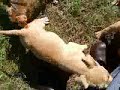 Video from My Phone