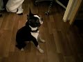 Tobias the Boston Terrier barking