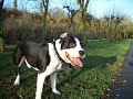 Amstaff prairie.mpg