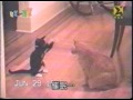 cat fight (cute)