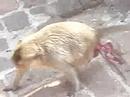 Monkey giving birth! GROSSSSSS