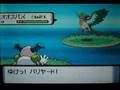 ポケトレ 色違いオオスバメ 2連チャン含め3匹ゲット