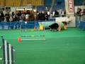 Dogbook Movie: Vona AAC Trial Guides Canins, Mtl. 29-11-08