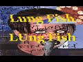 Lungfish
