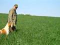 Bracco italiano - pointing
