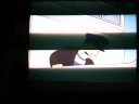 videos de simpsons