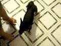 Dora, Chihuahua  Rat Terrier mix, does tricks for french fries