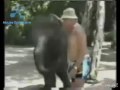 Baby Elephant Knocks Out Old Man