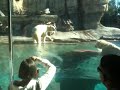 Polar Bears at the San Diego Zoo