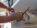 Filleting Fluke