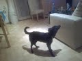 Hund fängt eigenen Schwanz