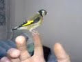 Chardonneret goldfinch echardonnet bec-fin Putter Stieglitz Chardonneret goldfinch echardonnet bec-fin Putter Stieglitz