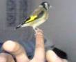 Chardonneret goldfinch echardonnet bec-fin Putter Stieglitz