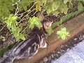 4 Gattini nella loro prima libera uscita