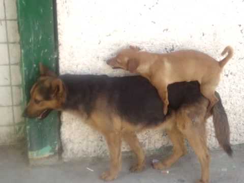 peleas de perros