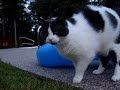 True Life: I Am A Fat Cat True Life: I Am A Fat Cat