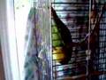 Parrot crying like a baby (Chico)