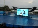 Seaworld Orlando