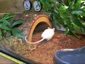 Goliath Bird Eating spider