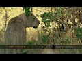 Lions trail buffalo in thick scrub