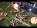NARBC Anaheim 2008 - Reptile Show