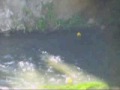 Hessenford 500 Plastic Duck Race, Cornwall, UK