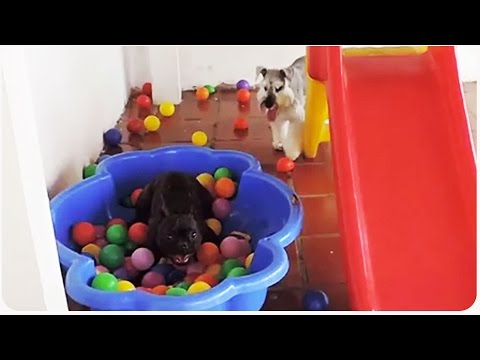 how to care french bulldog