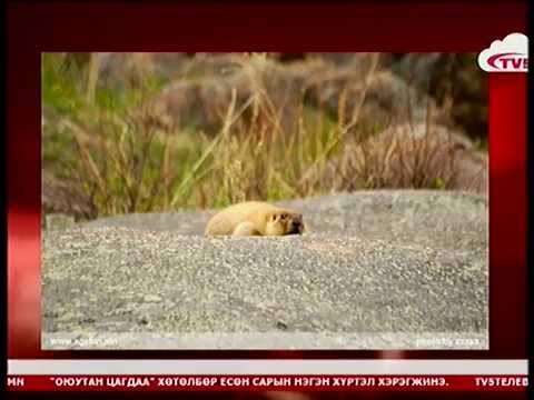 Тарваган тахал өвчнөөс урьдчилан сэргийлэх зорилгоор хяналтын цэг ажиллана