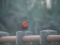 Amblyramphus holosericus. Scarlet-headed Blackbird