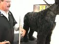 Schnauzer Grooming