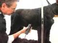 Schnauzer-Grooming