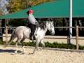videos de Silencio - Galopp - Lusitano