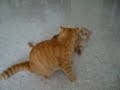 Feline fighters Feline fighters