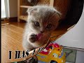 Funny Kitties Part 2