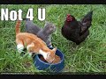 funny kitties part 2