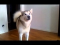 Nalle ylar